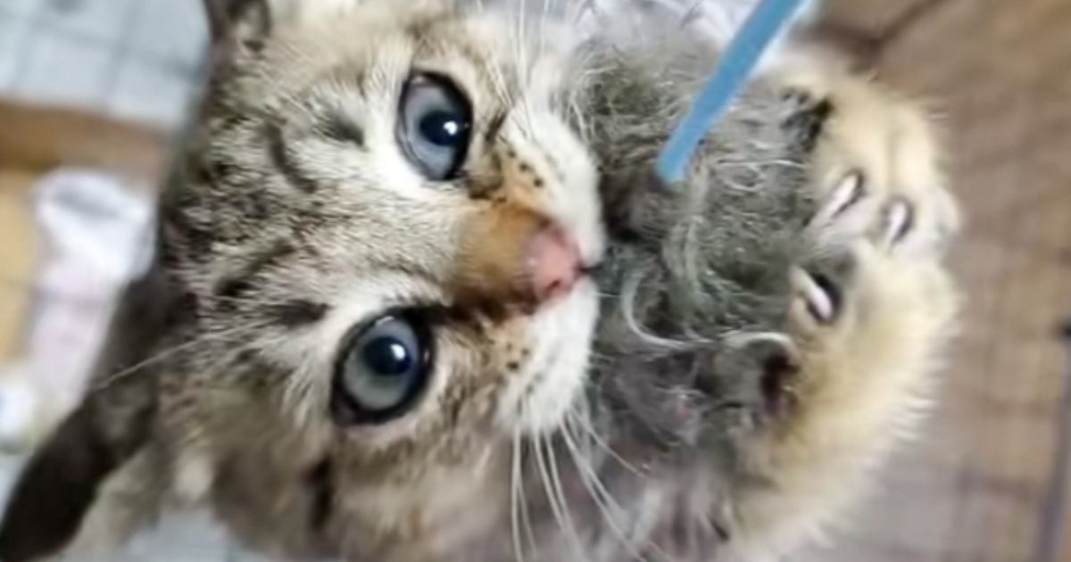 おもちゃが大好きなキジトラと『猫じゃらし』で遊んでいたら…想定外の『まさかの行動』が30万再生「ヤンチャだわｗ」「可愛すぎるｗｗ」