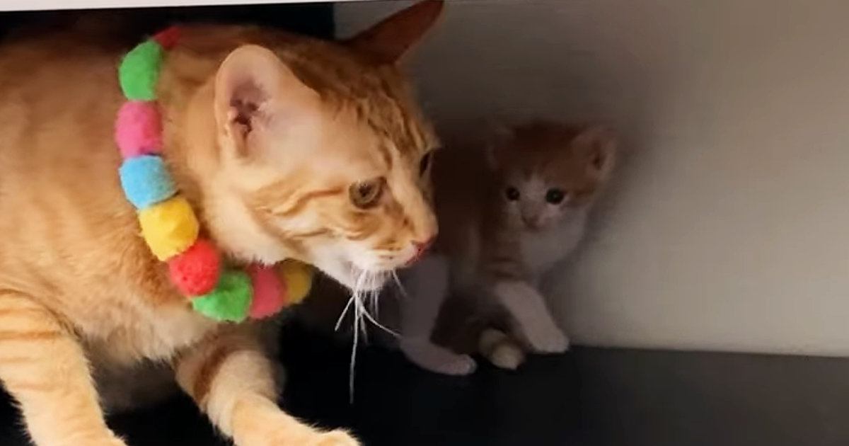 テレビ台の収納スペースに入った『先住猫と子猫たち』…ほっこりするやり取りに「本当に親子みたい」「母性愛を感じる」と12万再生