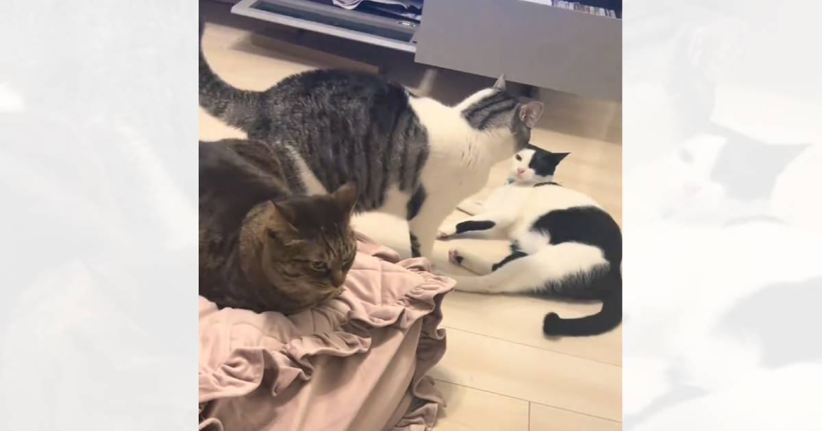 深夜2時にケンカし始めた猫たちを見ていたら…情報量の多すぎる『まさかの展開』に爆笑する人が続出「対戦相手変更ｗ」「八つ当たりで笑った」