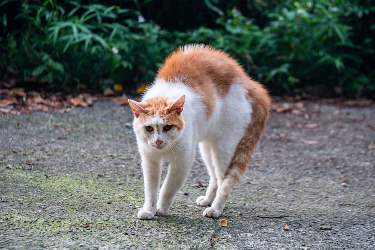 猫が『毛を逆立てる』のはどんな時？５つのシーンと対処法