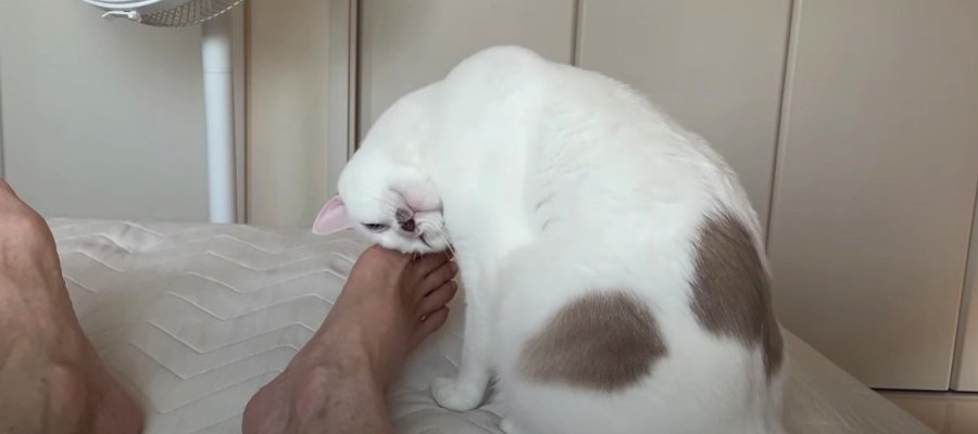 スリスリ攻撃でパパさんを起こす猫くんが可愛すぎる♡