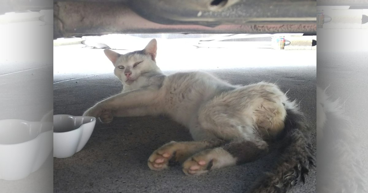 痩せ細って戻ってきた野良猫。保護するとエイズ陽性で黄疸も…