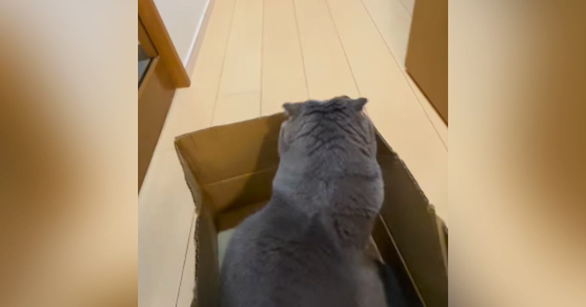 ダンボールに入るネコ→飼い主さんが動かすと…思わず笑ってしまう『可愛すぎる遊びの様子』が69万再生「楽しいのかなｗ」「お客様で笑った」