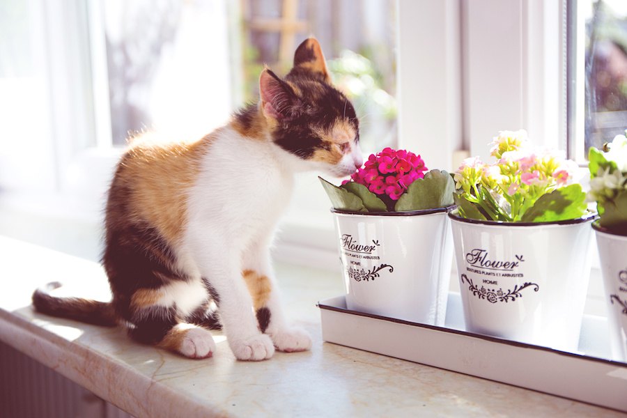 お部屋に飾って大丈夫？猫にとって安全な花と危険な花