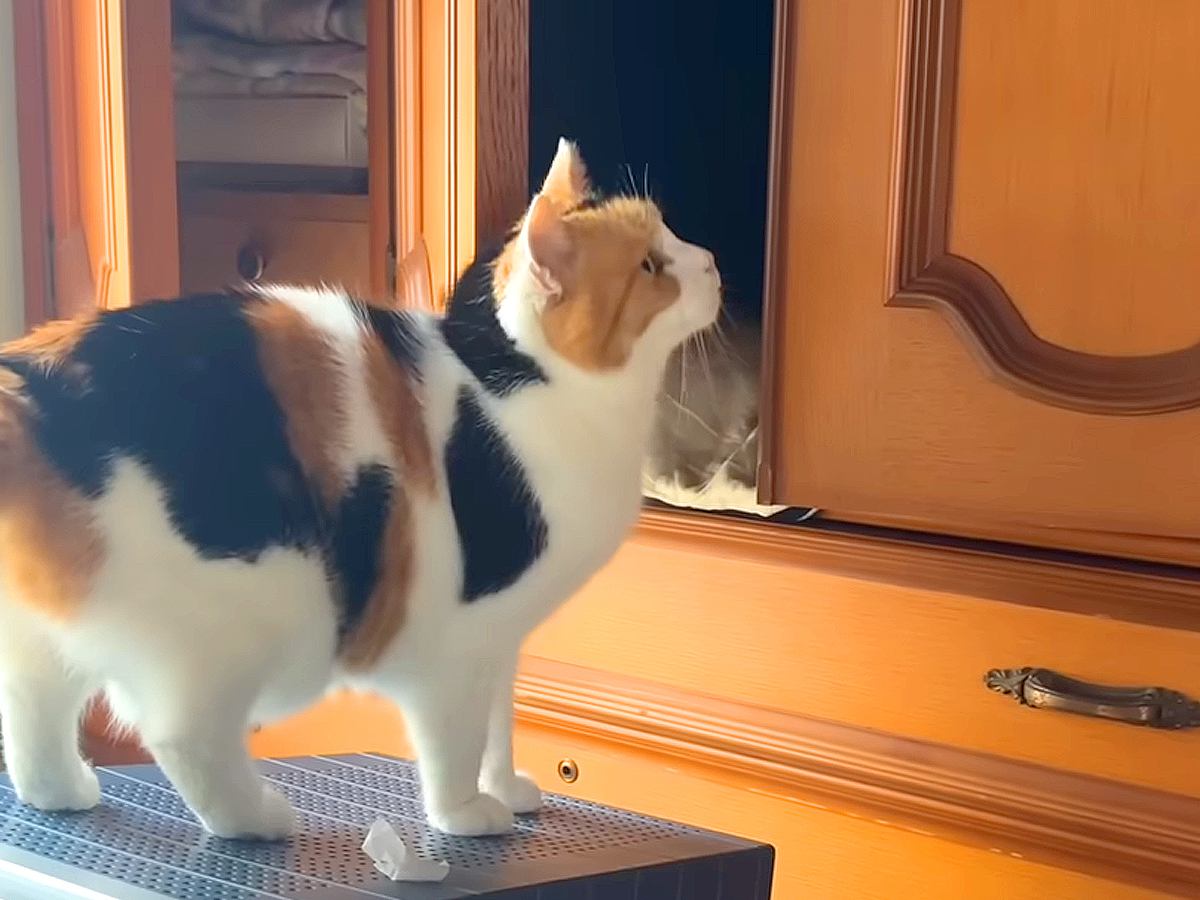 なかなか寝る場所が決まらない三毛猫→家の中を歩きまわって…想像以上に『真剣に考える光景』に「忙しそうでかわいい」「悶絶した」と反響