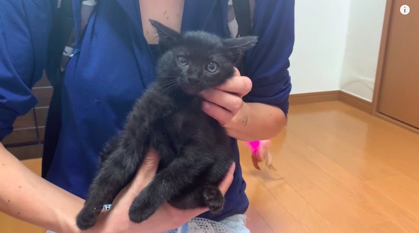 注射をされると死んだフリ！？しちゃう可愛い子猫保護♡No.3