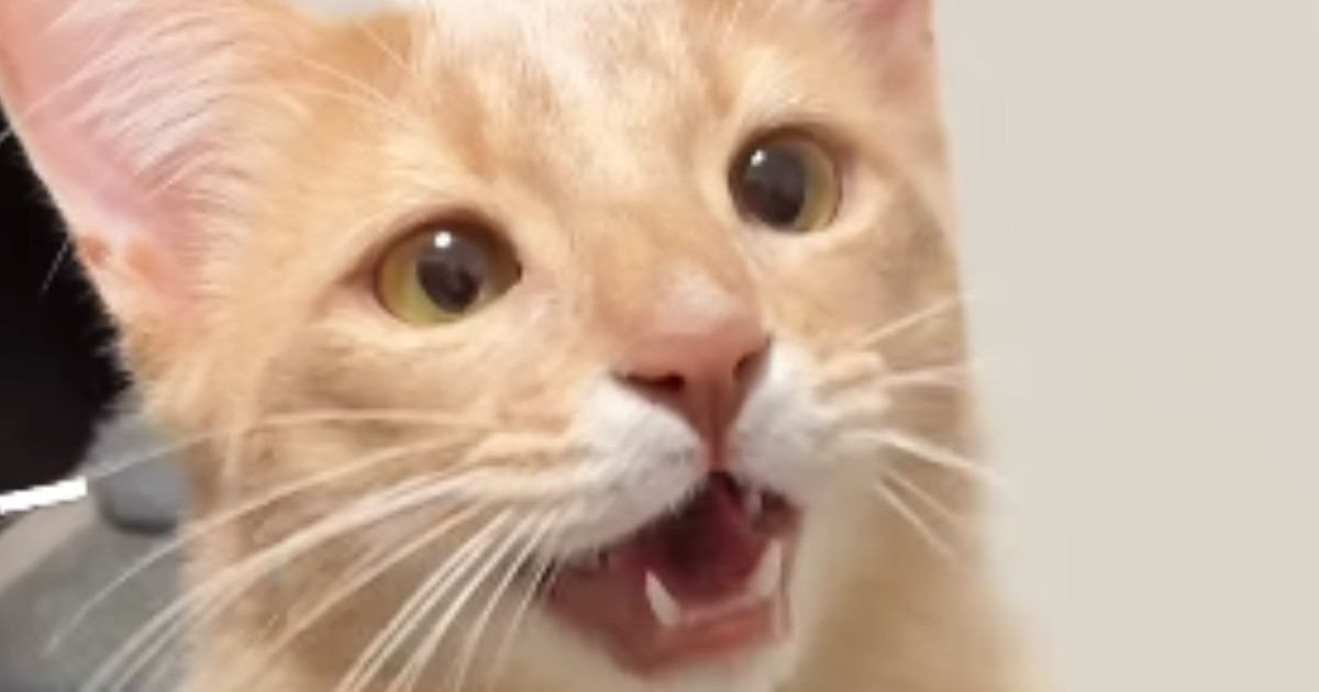 構ってほしくて『にゃー』と鳴いていた猫→『気づかないふり』をしてみた結果…たまらなく可愛い光景が54万再生「表情が良い」「最高だね」