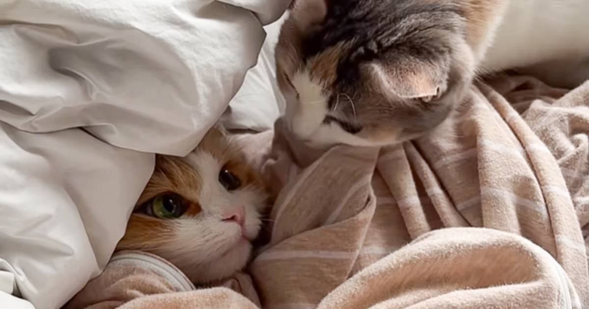 妹猫から隠れたいときに毎回『布団の中に入る姉猫』→納得の"理由"が……「ポンコツをうまく利用してるｗ」「策士だｗ」と73万再生の反響