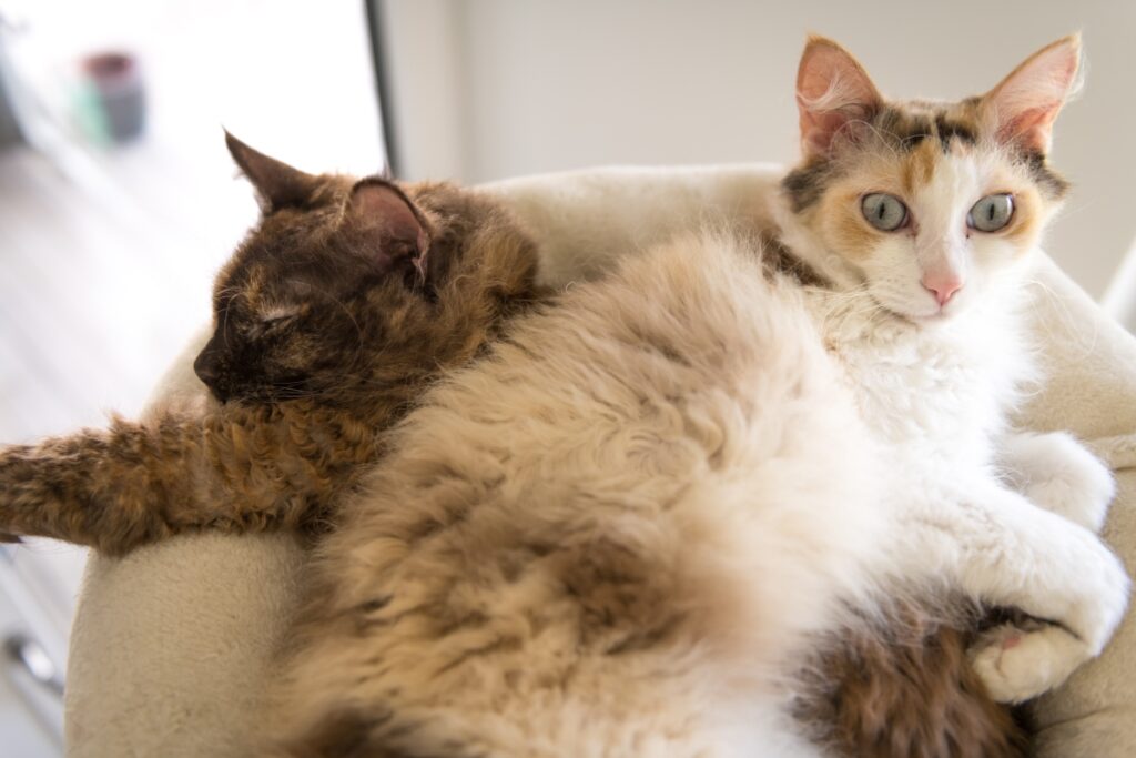 【獣医師監修】ラパーマは飼いやすい？猫種の性格や飼う前の注意点・価格相場まで徹底解説