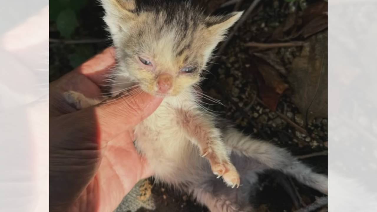 超低体重で衰弱していた子猫をお世話した結果…信じられないほど『劇的に変化した姿』に涙する人続出「本当に良かった」「素晴らしい」