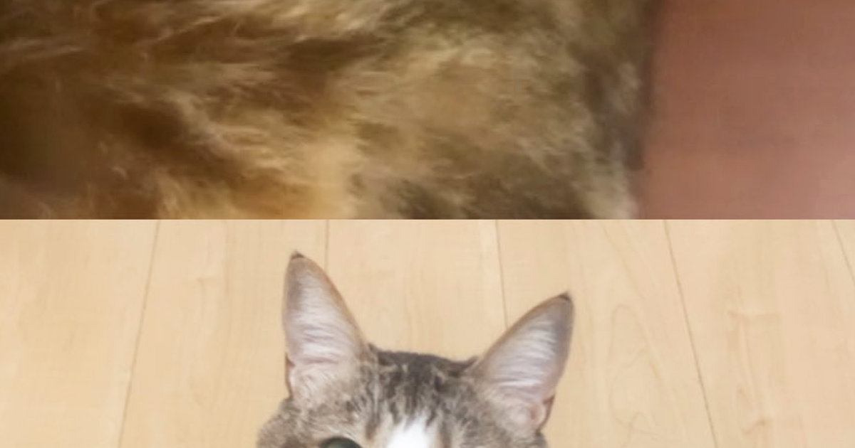 猫同士で『ビデオ通話』をさせてみたら…思わず笑ってしまう『気まずそうな雰囲気』に6万いいね「オンライン猫会議」「やりたすぎる」