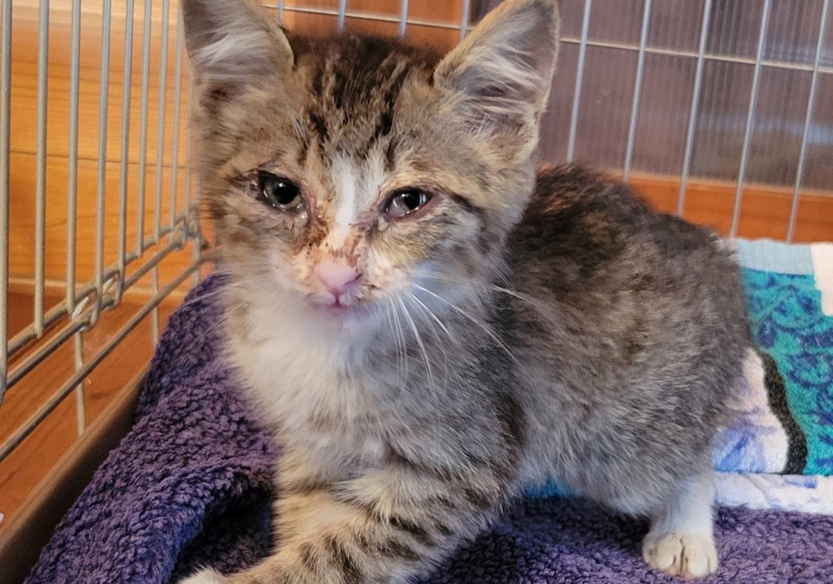 大雨の日に母親が連れて帰ってきたボロボロの子猫→素敵な理由でふくふくと成長していった『現在の姿』が434万表示「見違えた」「本当に素敵」