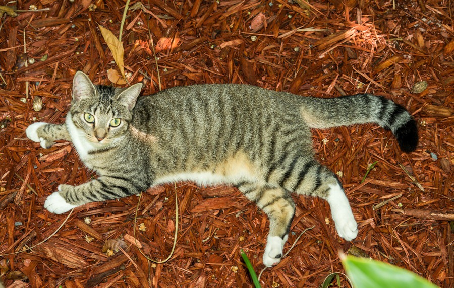 ヘミングウェイが愛した幸運の猫とは