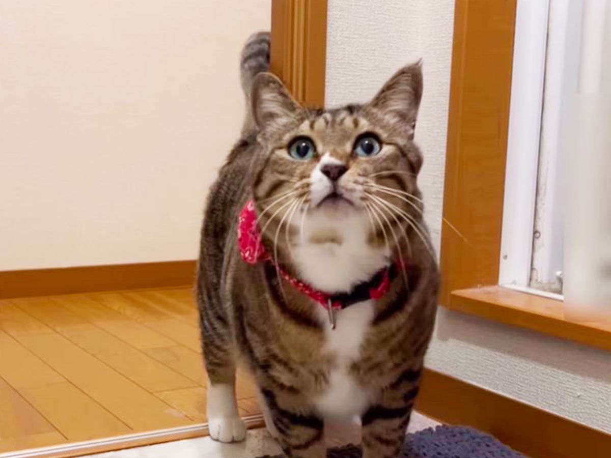 元ボス猫を家族に迎えたら『お姉ちゃんのストーカー化して…』可愛すぎる『のぞき常習犯』に爆笑「優しいｗ」「いいキャラですねｗ」47万再生