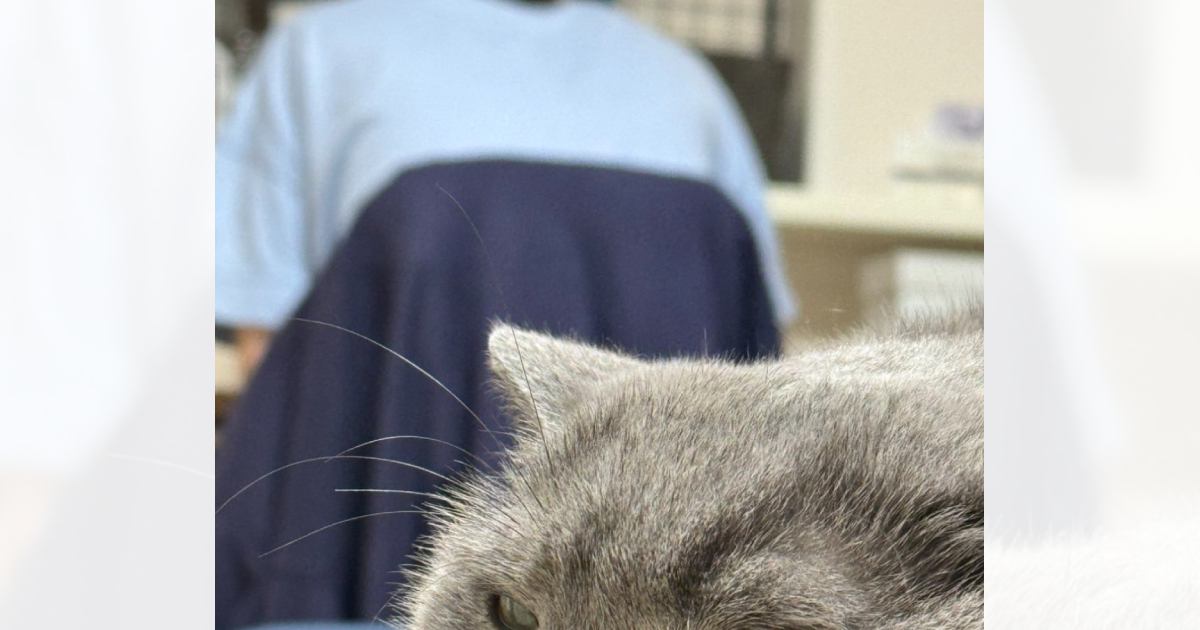 勉強中、背後にいる『猫の表情』を見てみたら……思わず笑顔になる光景に２万いいねの反響「ジブリのワンシーンみたい」「すごく良いねｗ」