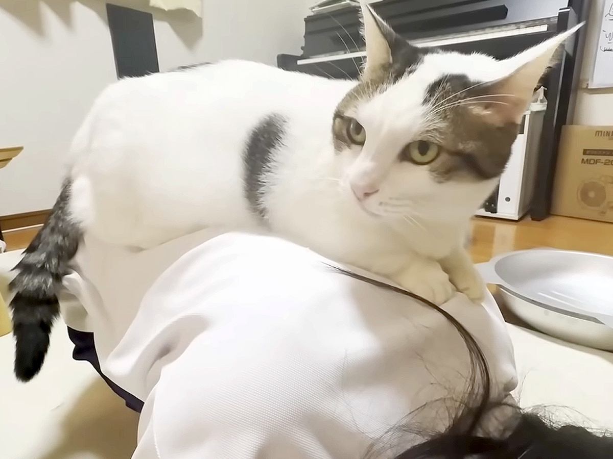 女の子の背中に乗るネコ→爪を立ててしまった結果…『ごめんなさいをする光景』が話題「ご自身の武器を理解してらっしゃる」「魔法のお腹」