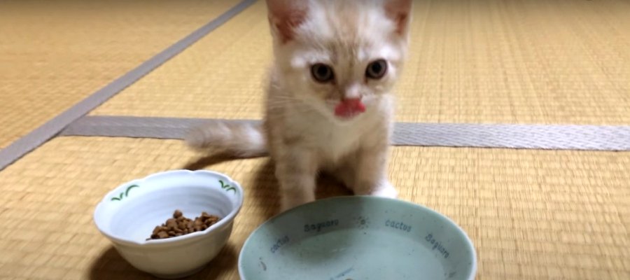 小さな猫ちゃんがお家に来て1日目の記録♡