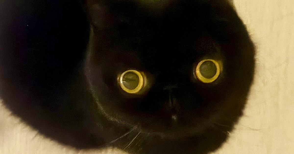 『11万いいね』まん丸おめめが可愛らしい黒猫ちゃん→『しっぽ』を見ると……「武器みたい」「絵のようなかわいさ」とSNSで反響