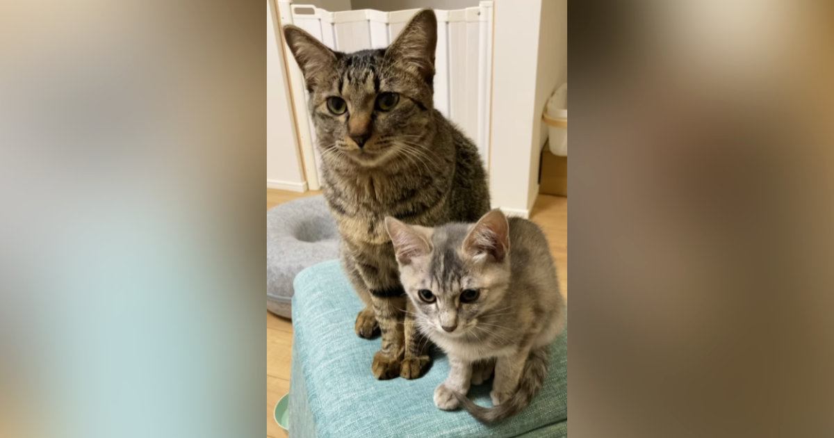 『先輩猫が鳴いた次の瞬間』、となりにいた子猫が…まるで親分と子分のような『可愛すぎるやり取り』が10万再生「舎弟感ｗ」「たまらんｗ」