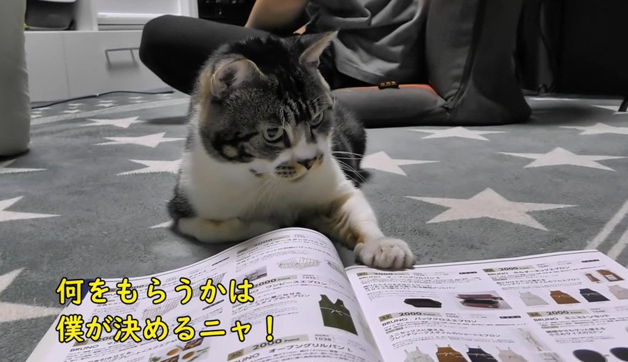 暇そうな猫ちゃんと一緒にカタログを見る