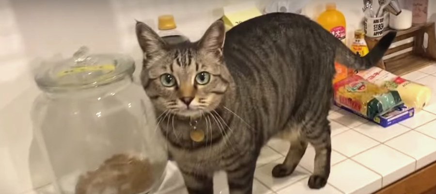 トラブル発生！猫ちゃんのパウチタイムが中止の危機に？！