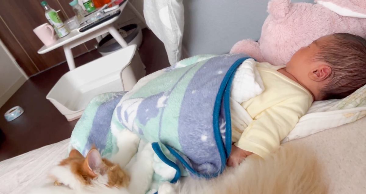眠っている赤ちゃんのそばで『猫』が…まるで子守をしているかのような『心温まる光景』に癒される人続出「尊すぎる」「可愛くて泣く」と59万表示