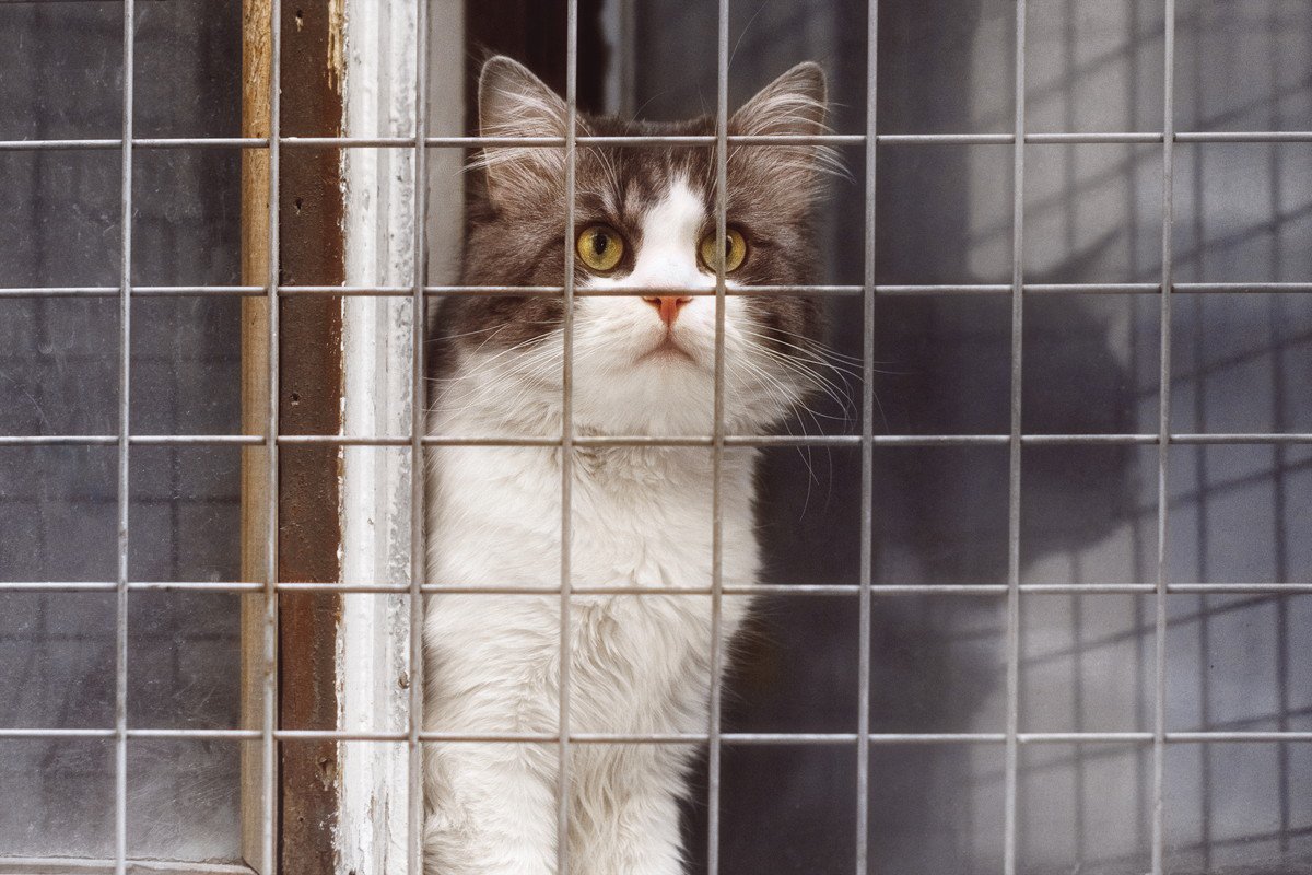 猫との暮らしで起こりうる『思わぬ事故』5選　油断できないリスクから予防策までご紹介