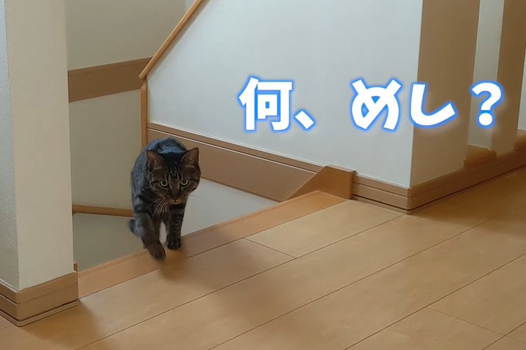 呼ぶとすぐ来る猫と来ない猫