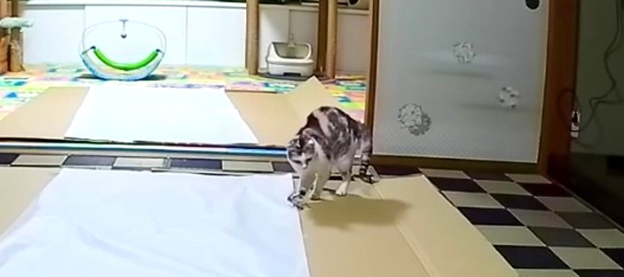  包み紙に大はしゃぎの猫ちゃん！ 一心不乱に走り回る姿に癒される♡