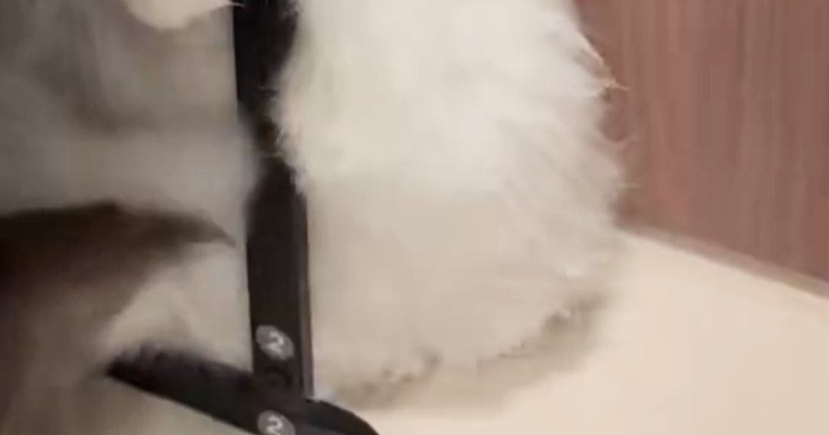 猫のお尻を洗ったあとに『ドライヤー』で乾かそうとしたら…予想外の『可愛すぎる行動』に反響「怖いの〜かわちい」「なにするんニャ〜」