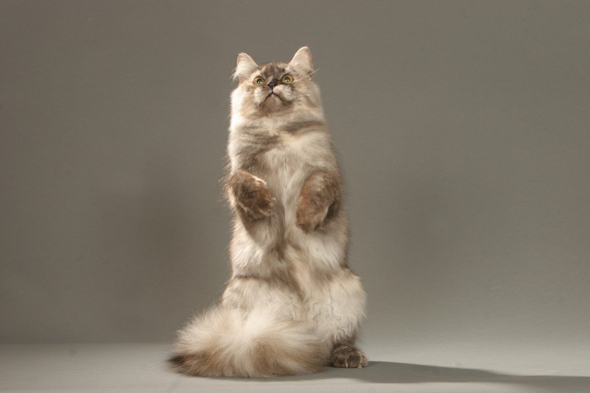 猫が『後ろ足で立つ』タイミング4選とそのときの気持ち　まるで人間のようにスクっと…一体なぜ？	