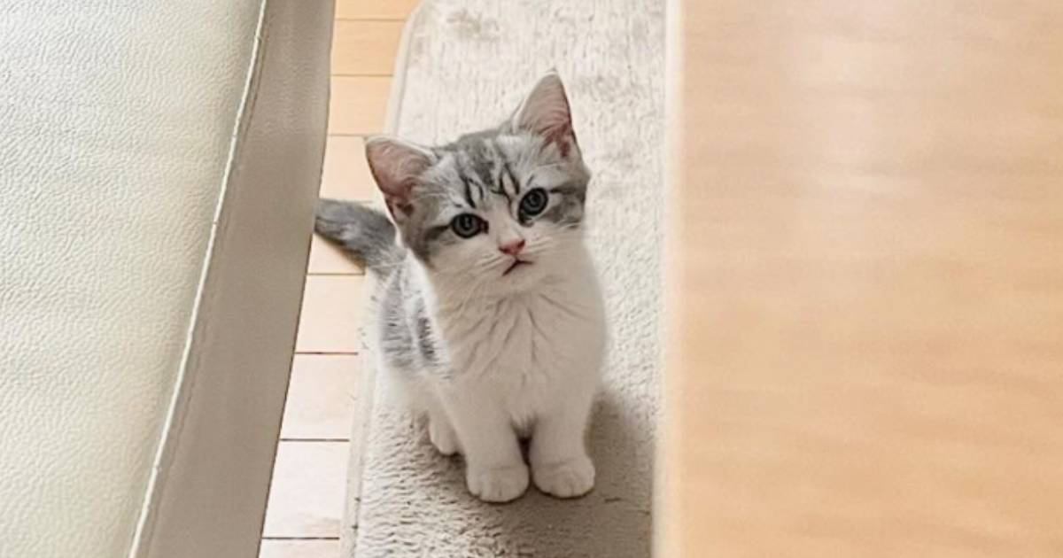 こんなにも小さかった子猫が１年後になると…驚きの急成長をとげた『現在の様子』が1万1000いいね「愛情を注がれた証」「面影があるね」