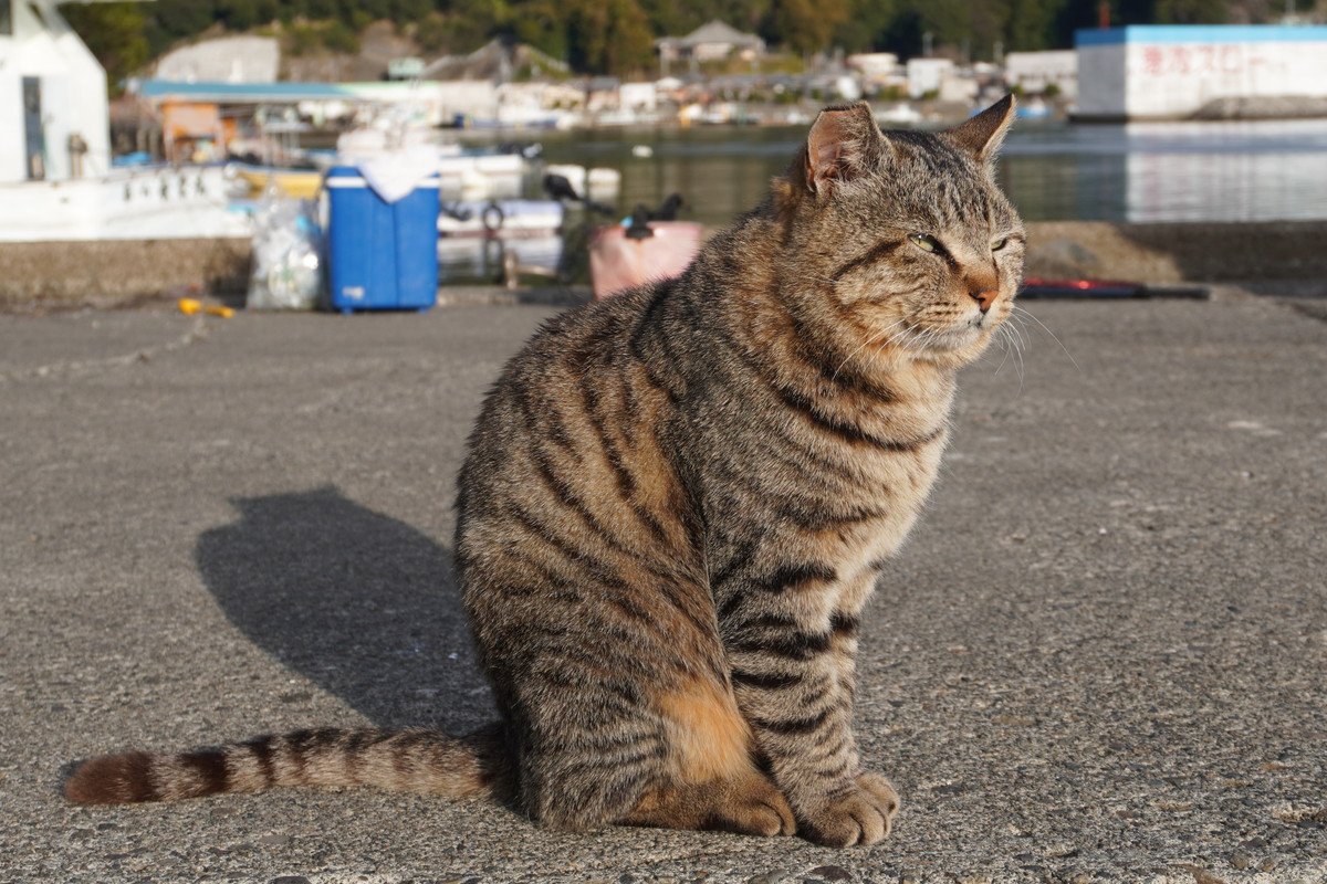 猫が『猫背』なのはなぜ？考えられる3つの理由　背中を丸めたボディーランゲージの意味も
