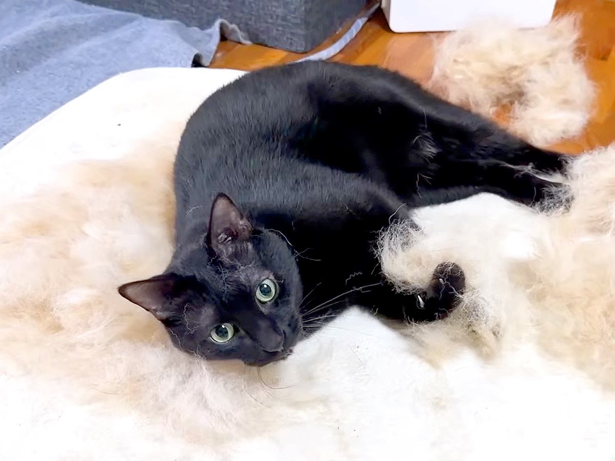 換毛期の犬をブラッシング→『抜けた毛』にネコが集まってきて…あまりにも『尊い光景』が話題「仕草が愛おしい」「白猫になろうとしてるｗ」