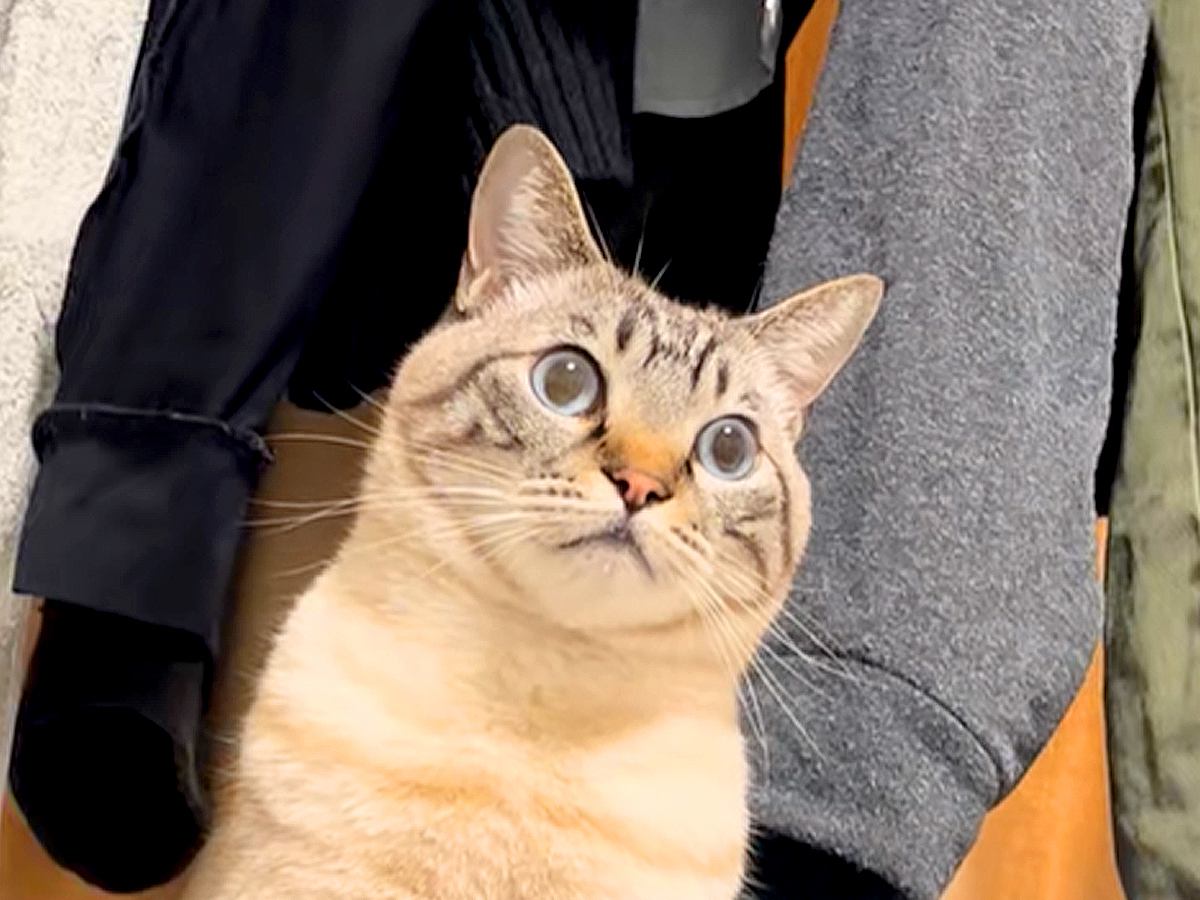 くつろいでいた猫の表情が……悟りを開いたかのような『まさかの様子』に爆笑の声が続出「前世の記憶が蘇ってきたネコ」「ログアウトしてて草」