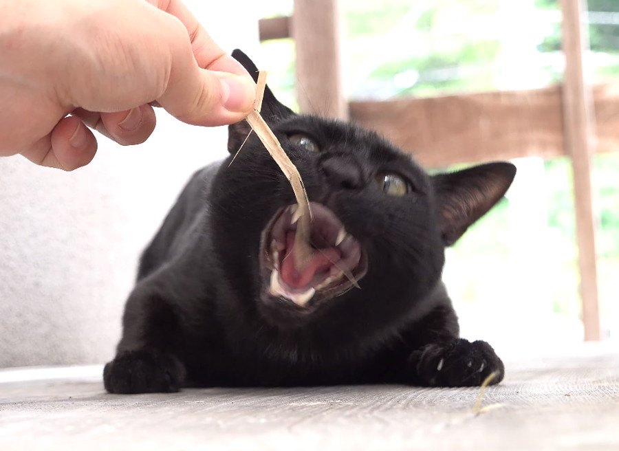 すだれを壊す犯猫を探せ！