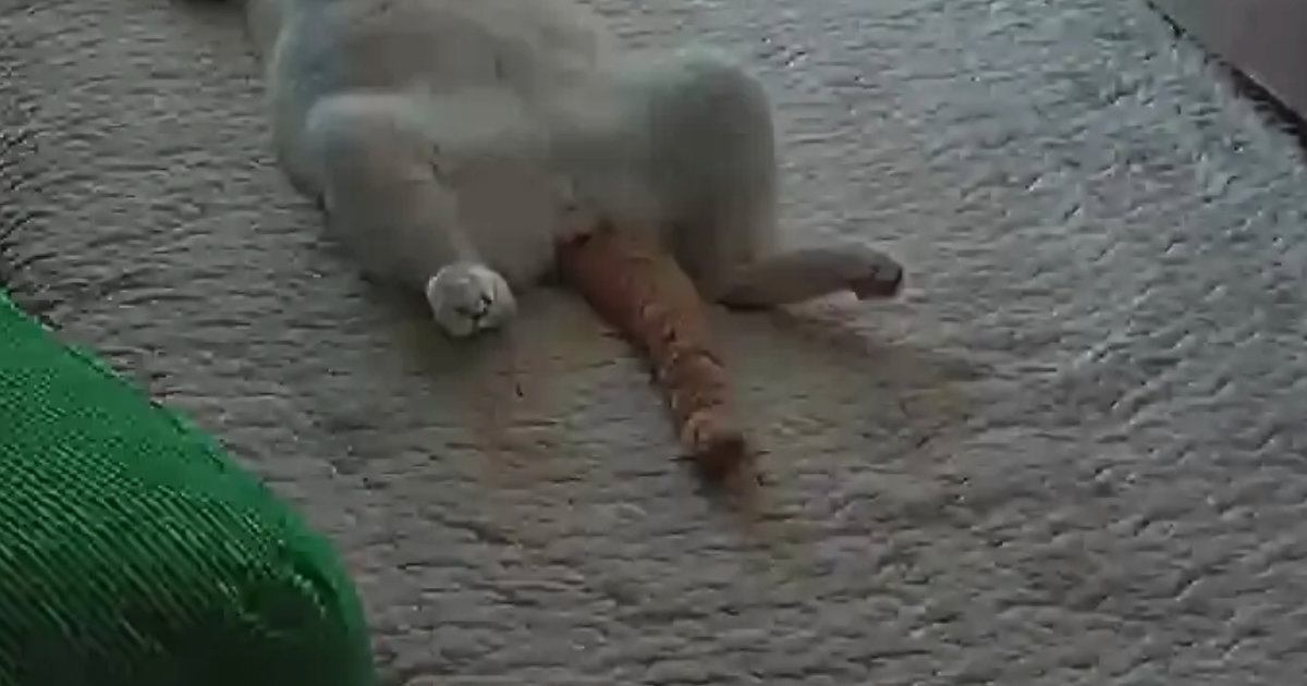 仕事を終えて『ペットカメラ』を見たら、愛猫が…思わず笑ってしまう瞬間が110万表示「疲れが吹っ飛んだ」「見事なパッか〜んｗ」と反響