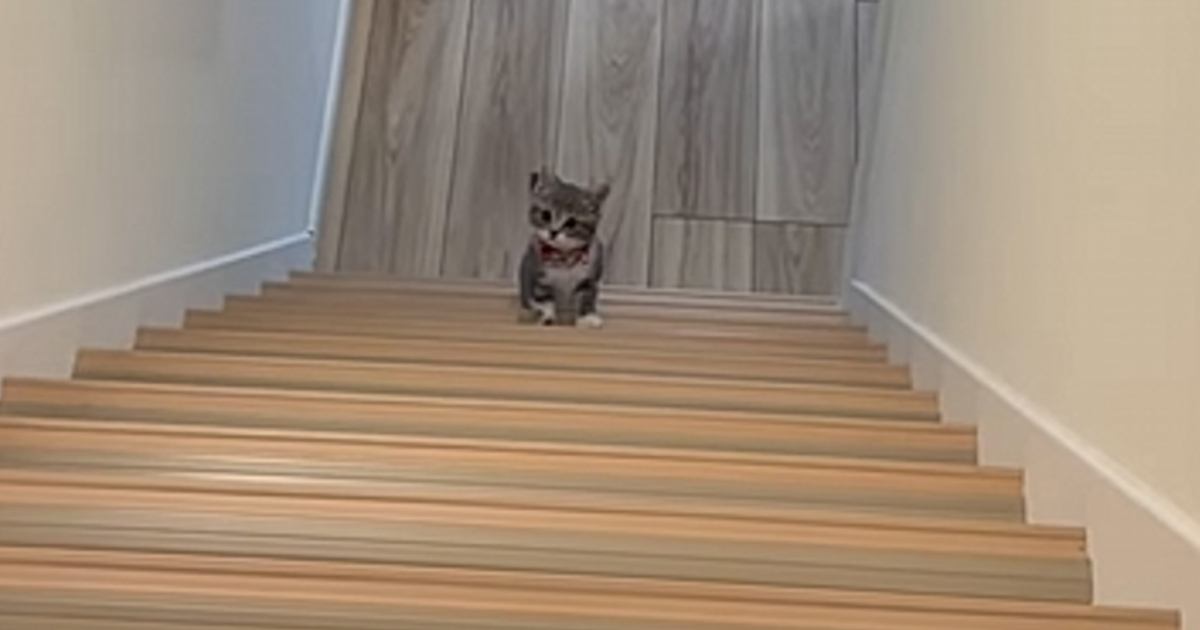 飼い主さんのことが大好きな子猫→階段の上から名前を呼ばれると…尊すぎて『キュンとする瞬間』が183万再生「振り返るの愛おしい」「カワチイ」