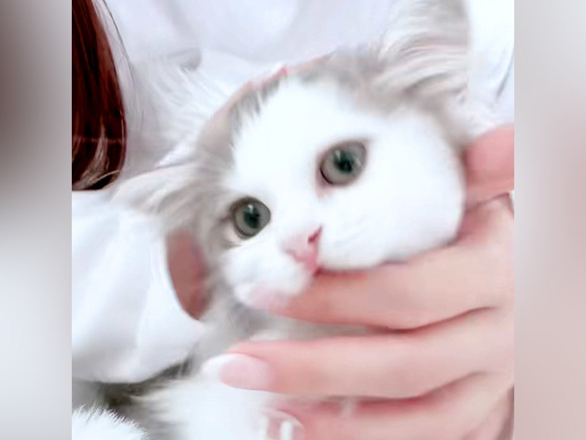愛くるしい子猫が飼い主の手をカミカミ→目があった瞬間…尊さ爆発の『まさかの表情』に「あ、バレたって顔してる」「前髪アシメで可愛い」