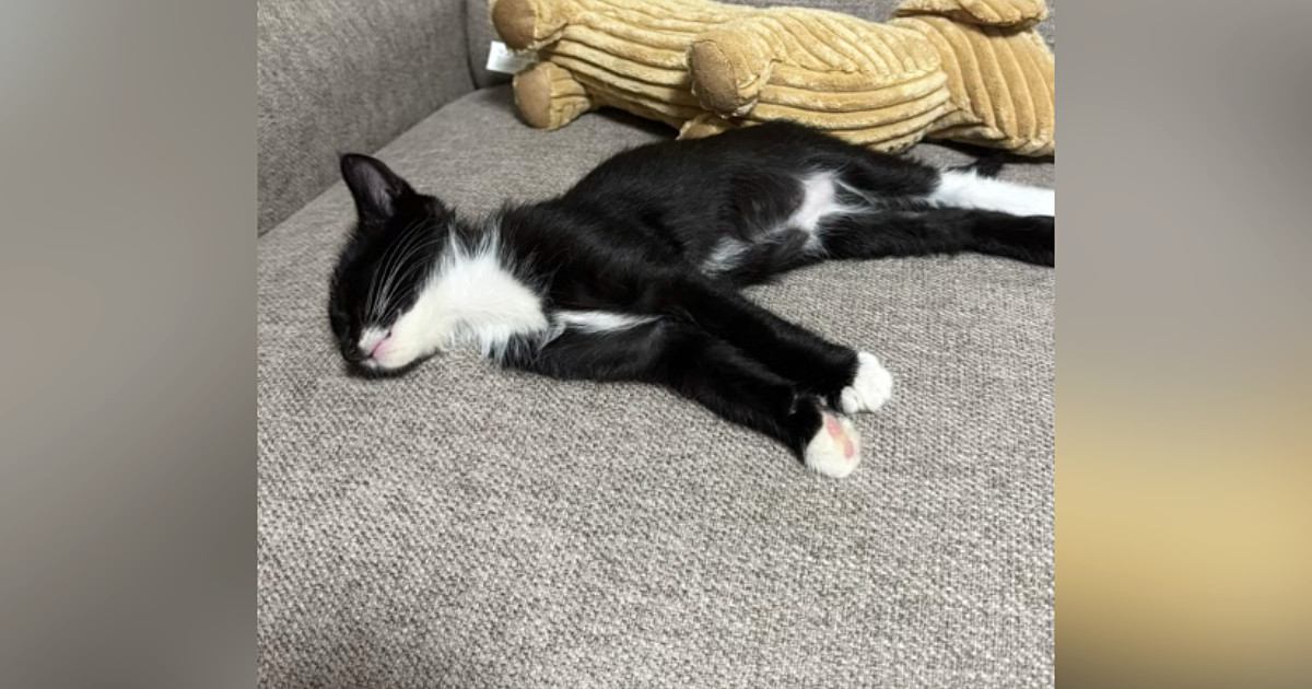 猫の『生後3ヶ月と1歳5か月』を比べてみたら…素敵な『ビフォーアフター』が25万再生「ネクタイピンまでついてるｗ」「立派に育ったね」