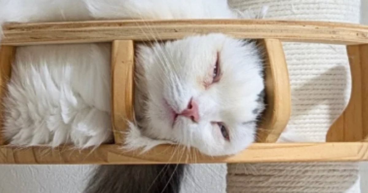 暑い日、『猫たちの過ごし方』を見てみると→キャットタワーの上で…まさかの光景に「見事にハマってるｗ」「電車で見ちゃったｗ」と７万いいね