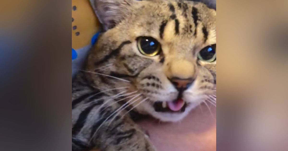 抱っこされていた猫が、突然…飼い主さんが思わず吹きだした『衝撃の鳴き声』が302万再生「面白すぎるｗ」「謎の動きも可愛い」