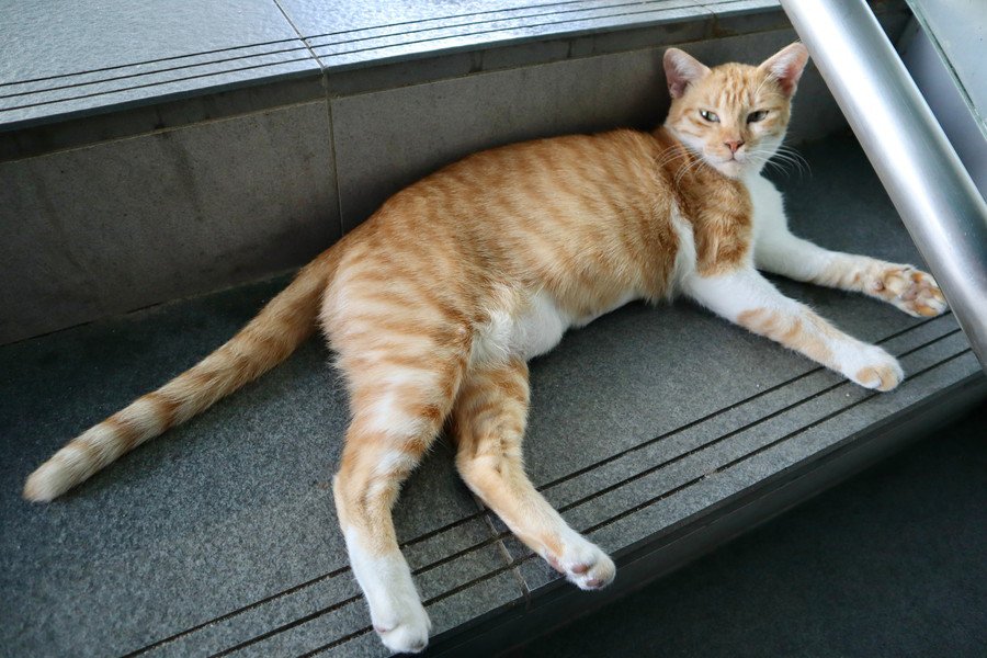 クアラルンプール高架鉄道の２駅で人気の猫ちゃんたち　SNSでも大注目を浴びる　マレーシア