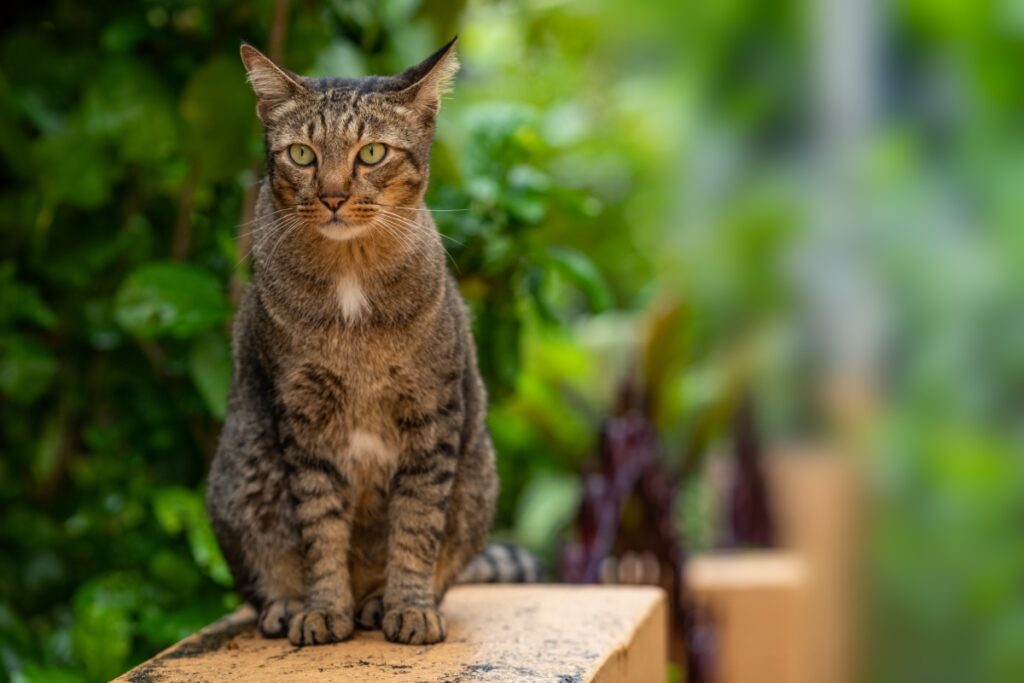 【獣医師監修】ドラゴンリーってどんな猫？特徴や性格から飼う前の注意点・価格相場まで徹底解説
