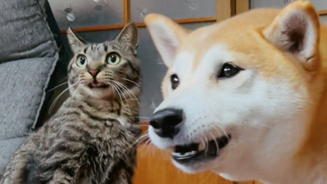 猫が『姉犬を泣かせてしまった』結果…動揺する様子が可愛すぎると97万再生を記録「叱り方ｗ」「こんな顔始めてみた」と話題