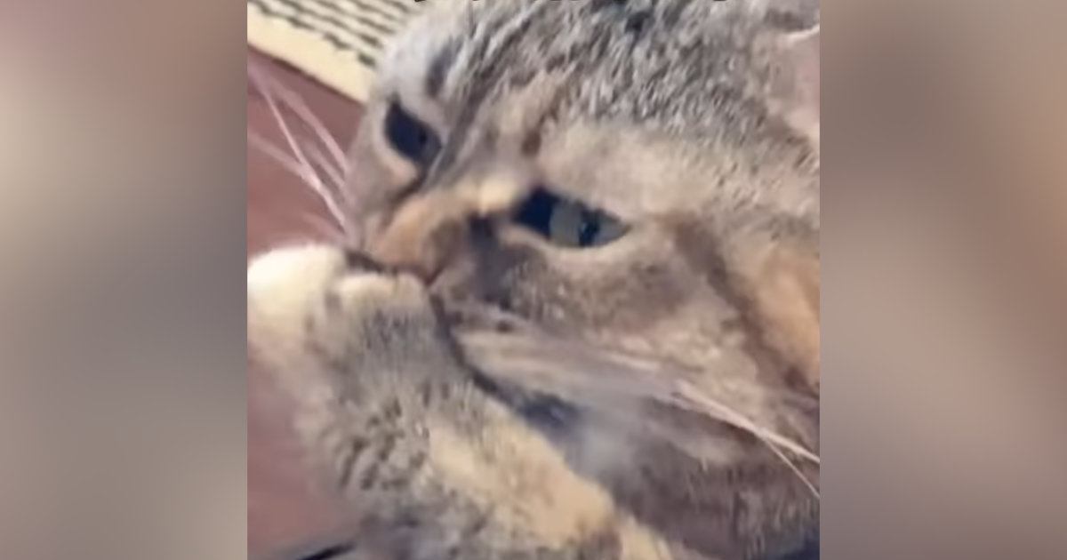 おててに水をつけてペロペロと舐めていた猫…まさかの『クセが強すぎる舐め方』に爆笑の声続出「見たことないｗ」「好きだなぁｗ」