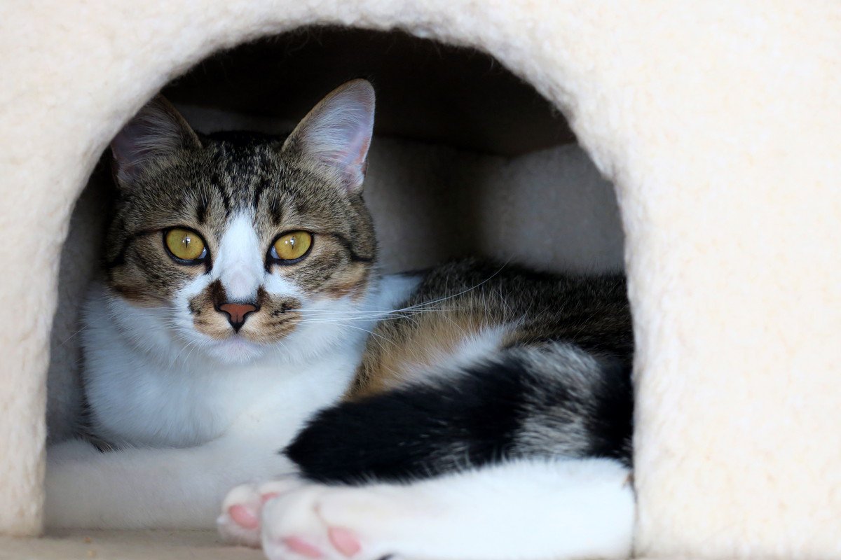 猫が『怖がっている』ときにみせる5つのサイン 怯えた心への寄り添い方も解説