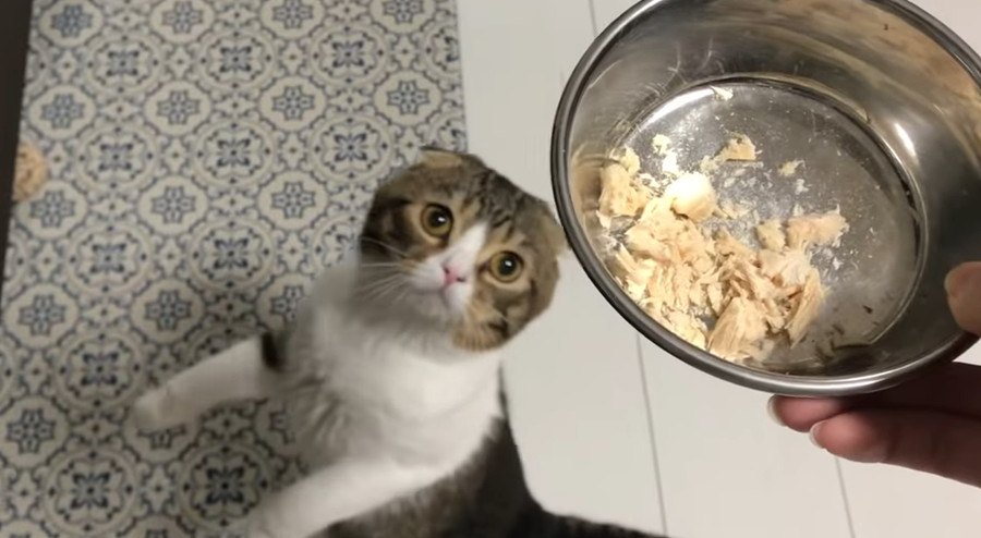 おやつ！おやつ！早く食べたい猫さん！