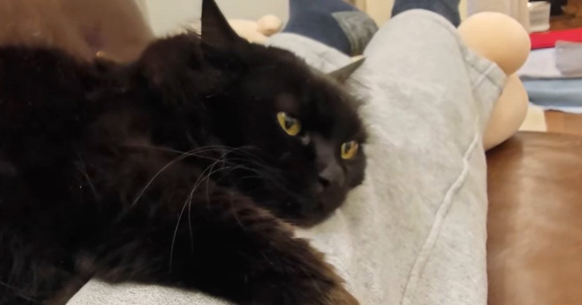 大好きなパパに甘える猫→何があっても離れない『可愛すぎる様子』に癒される人続出「気持ちが伝わってくる」「素直な愛情表現がたまらん」