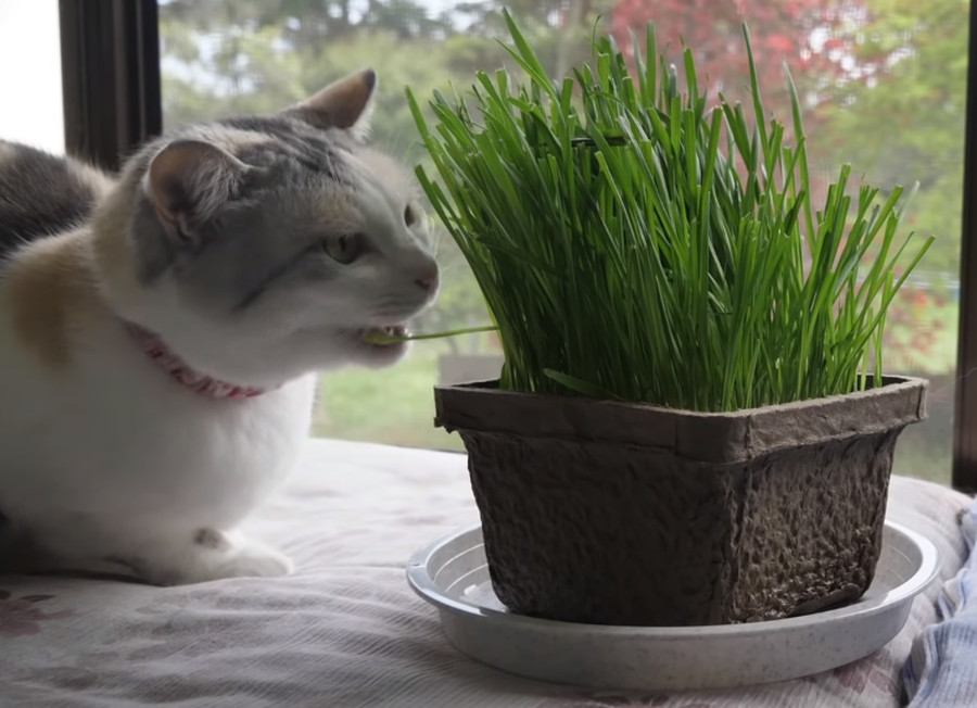 「お先にどうぞ」レディーファーストを徹底する男前な猫ちゃん